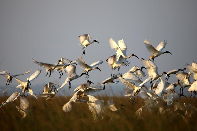 A flock of Black-headed Ibis flying in the Kazhuveli Bird Sanctuary