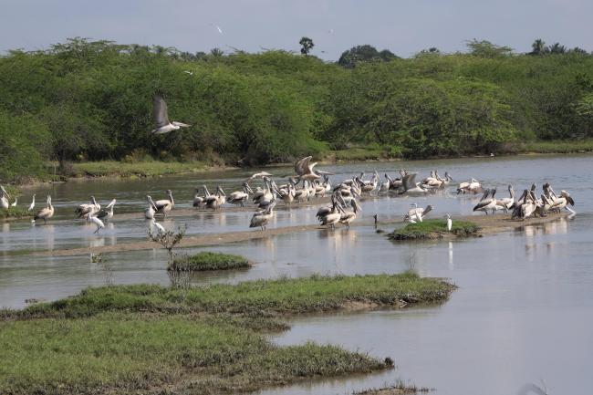 Flock of Spot-billed Pelican resting on the bund in Kazhuveli Bird Sanctuary