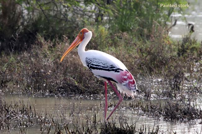 Painted Stork in Kazhuveli Bird Sanctuary