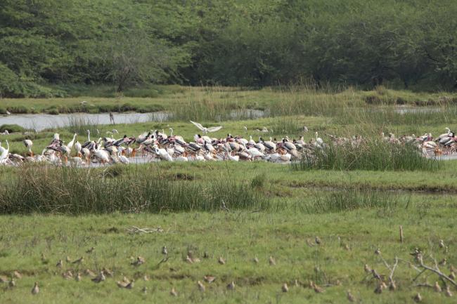 Flock of Painted Stork and Egrets foraging in the Kazhuveli Bird Sanctuary