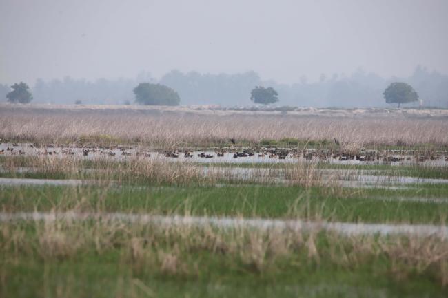 Landscape image of the Kazhuveli Bird Sanctuary