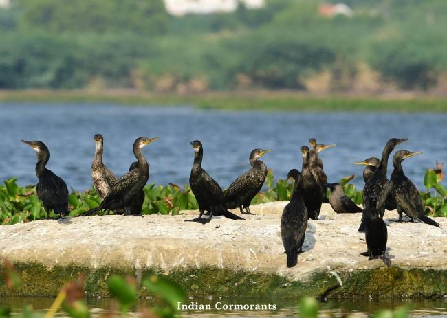 Flock of Cormorant resting in Nanjarayan Bird Sanctuary