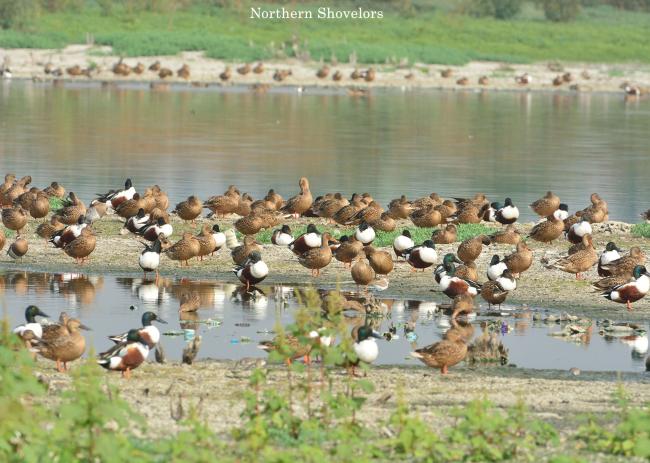 Flock of Northern shoveler resting in Nanjarayan Bird Sanctuary