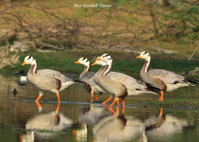 Flock of Bar-headed Goose resting in Nanjarayan Bird Sanctuary