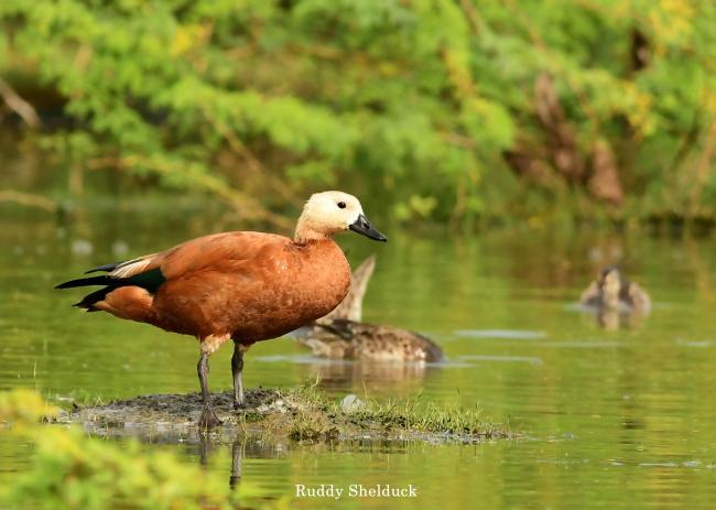 Ruddy Shelduck in Nanjarayan Bird Sanctuary