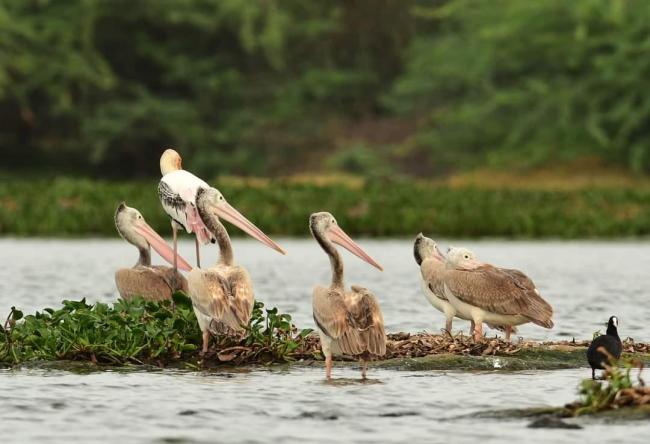 Flock of Juvenile Spot-billed Pelican resting in Nanjarayan Bird Sanctuary