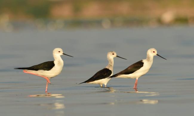 Black-winged Stilt in Nanjarayan Bird Sanctuary