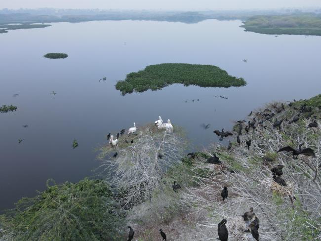 Image of Heronry in Nanjarayan Bird Sanctuary