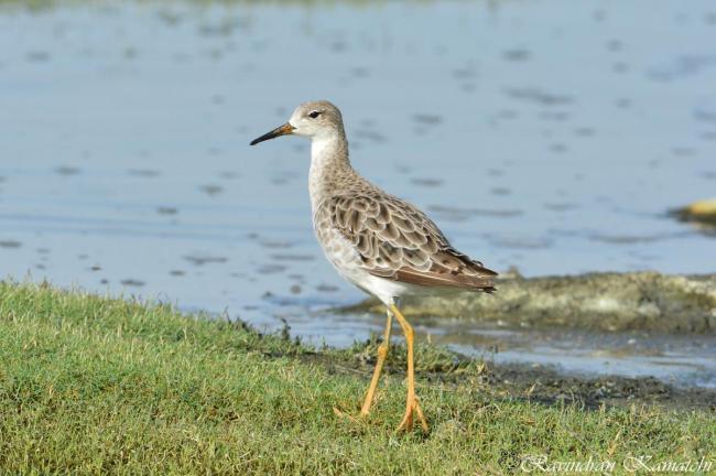 Ruff in Nanjarayan Bird Sanctuary