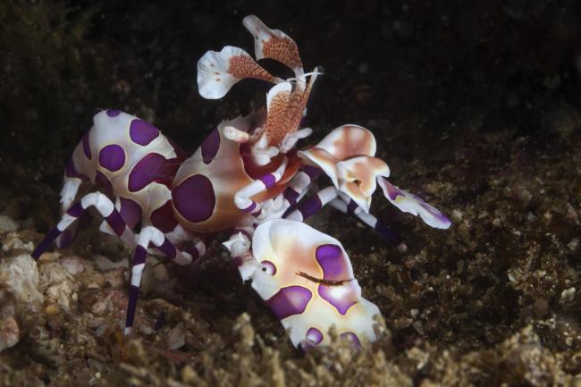 Camaron arlequin