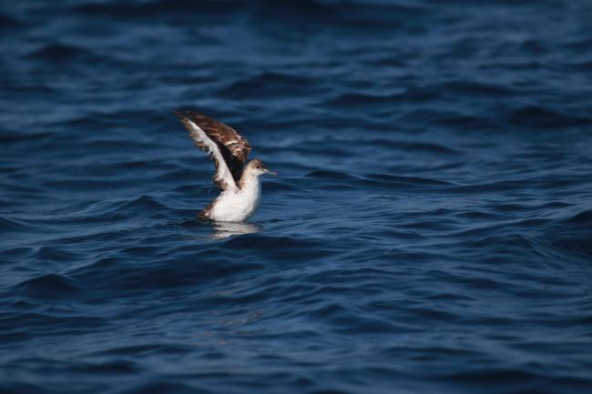 Aves marinas
