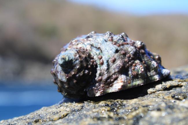 Caracol púrpura