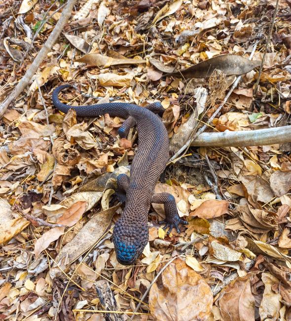Lagarto de chaquira
(Heloderma horridum)