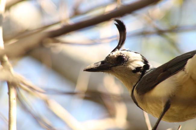 Urraca cariblanca