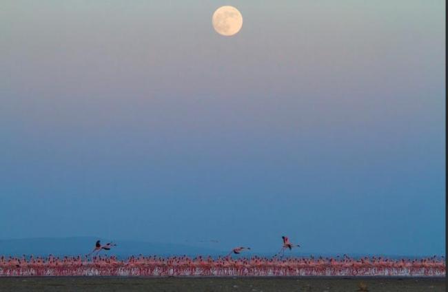 This picture was taken during the  migratory bird count which is conducted by Gujarat Forest Department.