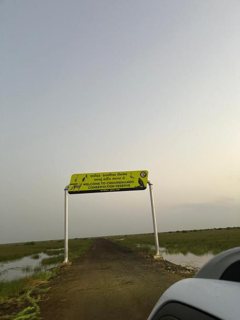 This picture was taken during the passage migratory count which is conducted by Gujarat Forest Department in collaboration with BCSG. 