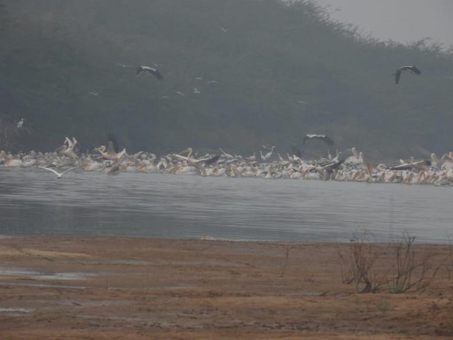 This picture was taken during the  migratory bird count which is conducted by Gujarat Forest Department.