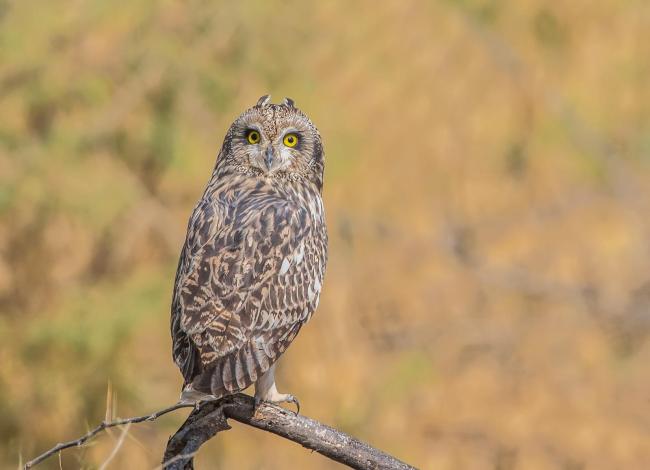 This picture was taken during the  migratory bird count which is conducted by Gujarat Forest Department.