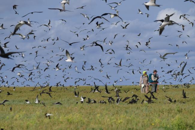 Birds at Ashmore Reef