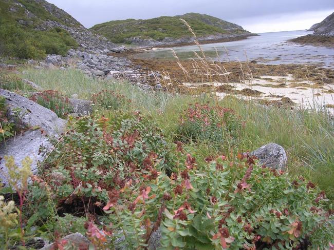 Bliksvær