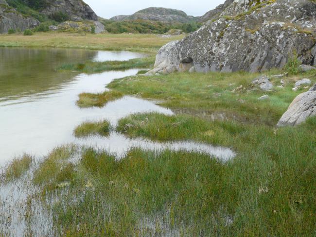 Nonaskarvågen