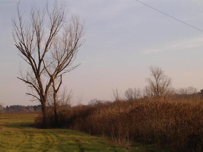 Edges of the marsh area