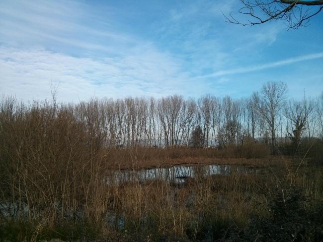 The heronry in winter
