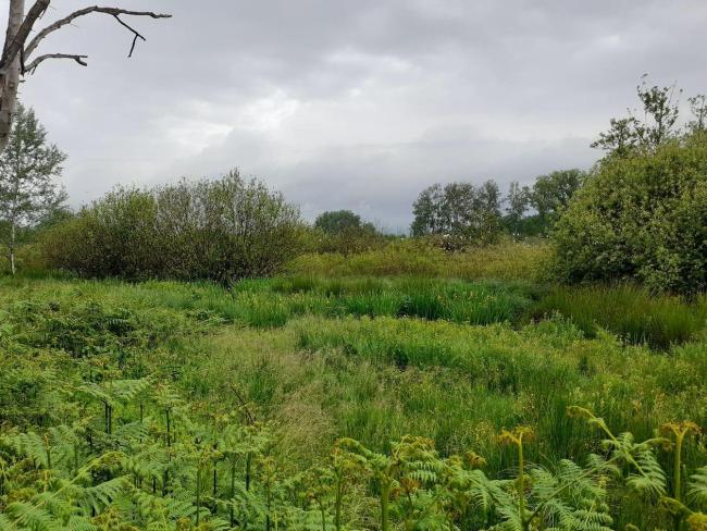 The heronry established in spring