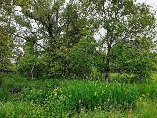 Hygrophilous and helophytic tree and shrub vegetation in spring