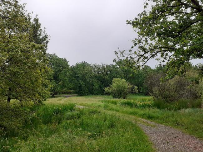The nature trail in spring