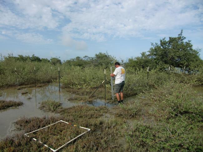 Fence at Lac Baai to prevent grazing livestock entering the mangroves.