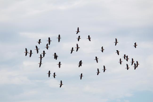 Flock of lesser whistling duck