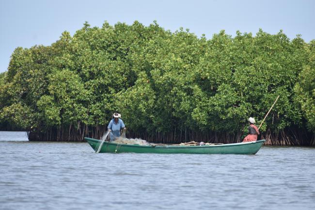 Panoramic view of Pichavaram Mangrove