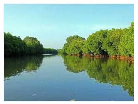 Panoramic view of Pichavaram Mangrove