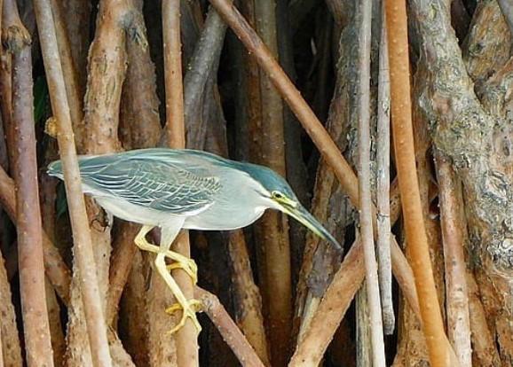Striated Heron