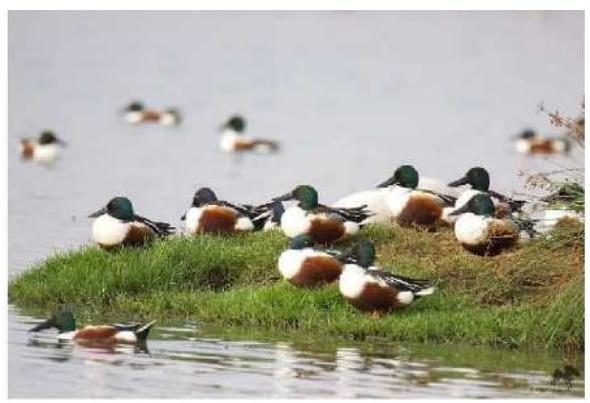 Northern Shoveler