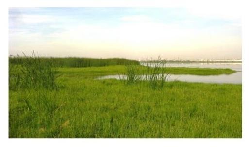 panoramic view of Pallikaranai Marsh 