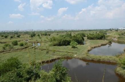 Ariel View of Pallikaranai Marsh