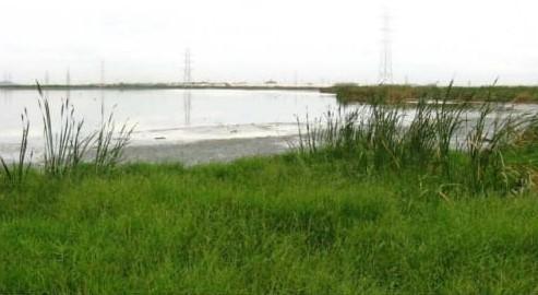 Pallikaranai Marsh