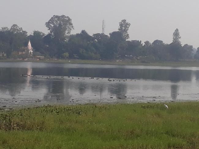 Congregation of water birds at Parvati Arga Bird Sanctuary