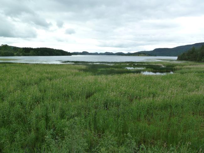 Hammervatnet prior to restoration.