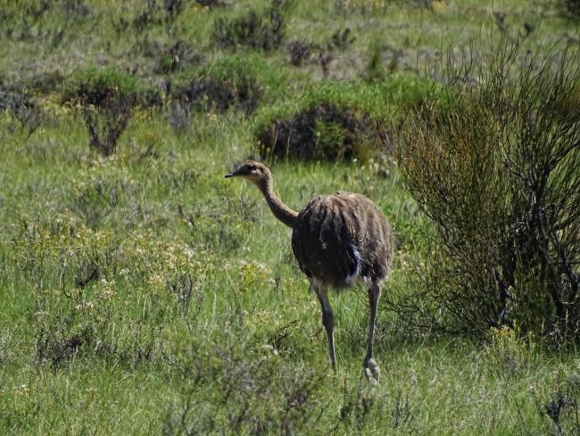 Choique (Rhea pennata)
