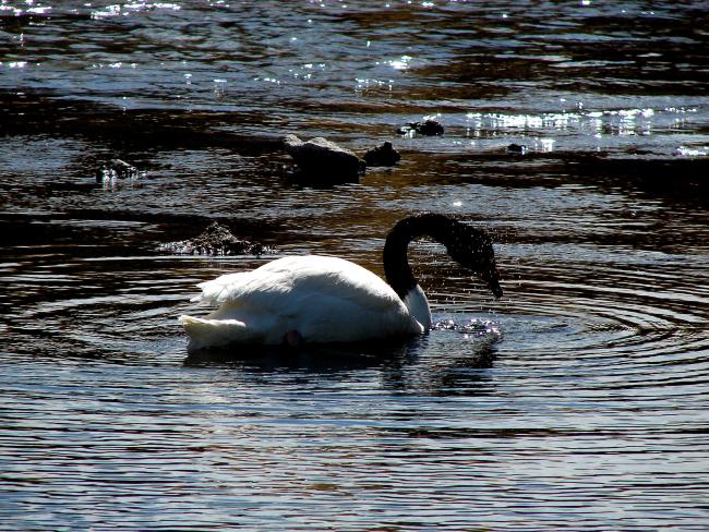 Cisne cuello negro (Cygnus melancoryphus)