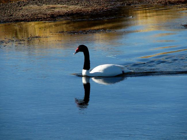 Cisne cuello negro 2  (Cygnus melancoryphus)