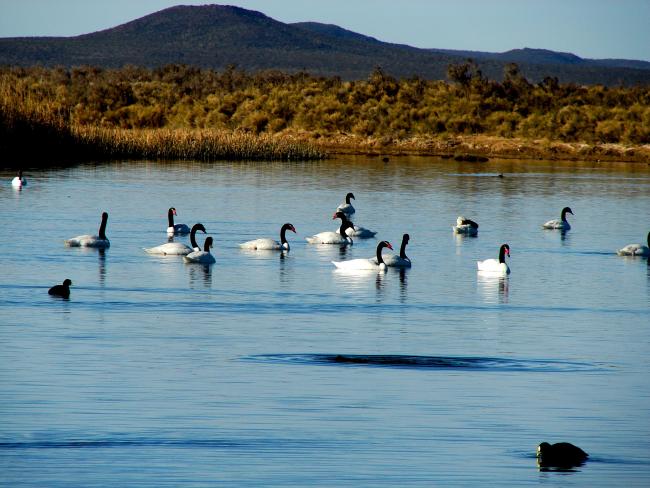 Cisnes Cuello Negro