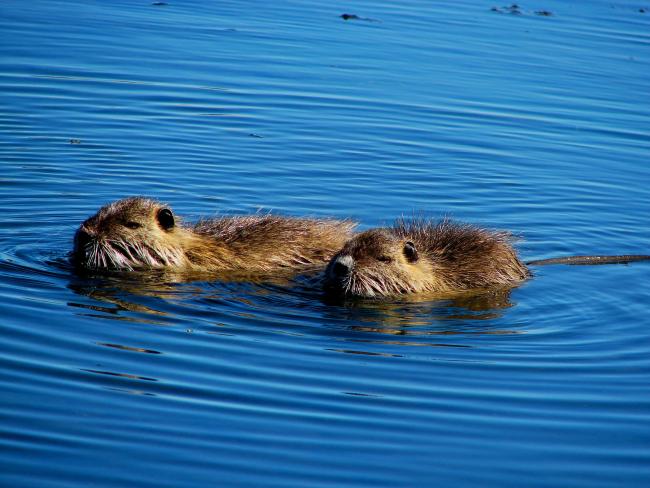 Coipo (Myocastor coypus)