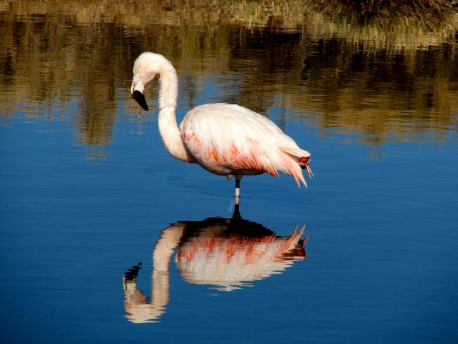 Flamenco (Phoenicopterus chilensis)