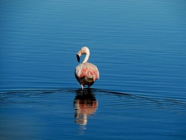 Flamenco 2 (Phoenicopterus chilensis)