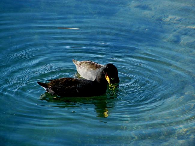 Gallareta escudete rojo (Fulica rufifrons)