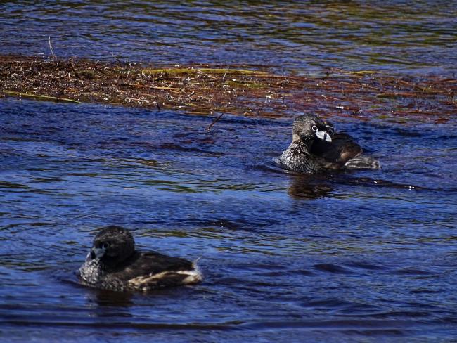 Macá de pico grueso (Podilymbus podiceps)
